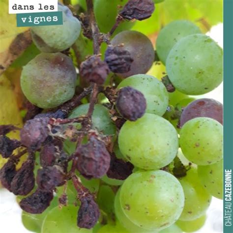 Raisins affectés par le rot brun