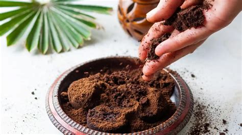 Mains manipulant du marc de café autour d'une plante