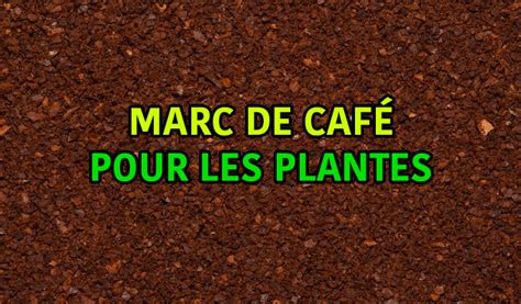 Marc de café formant une barrière autour d'une plante pour repousser les nuisibles
