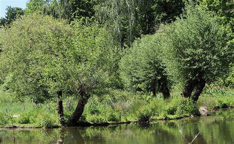 Illustration botanique d'un saule au bord d'un cours d'eau avec ses rameaux flexibles