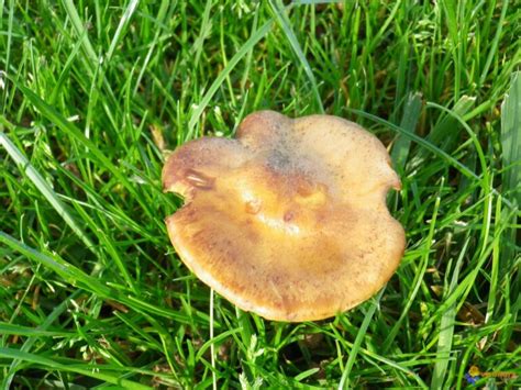 champignons sur une pelouse