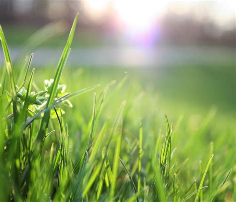 une pelouse verte et saine