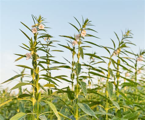 Champ de sésame en fleurs
