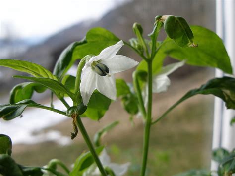 Plant de poivron en fleur