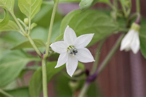 Fleur de poivron blanche