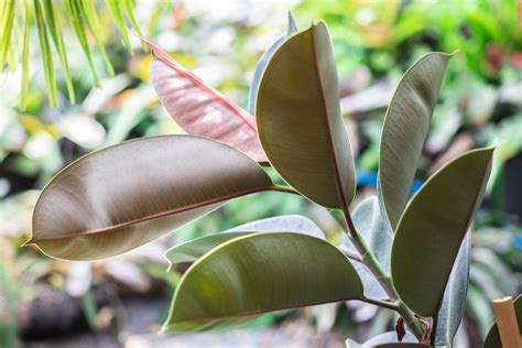 Illustration montrant un Ficus elastica sain avec ses feuilles larges et brillantes