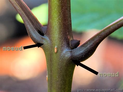 Schéma expliquant la coupe au-dessus d'un nœud sur une tige de Ficus