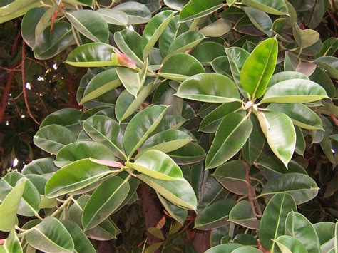 Diagramme des soins saisonniers pour le Ficus elastica