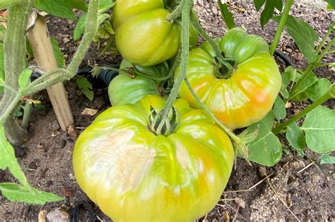 Tomates paillées et non paillées
