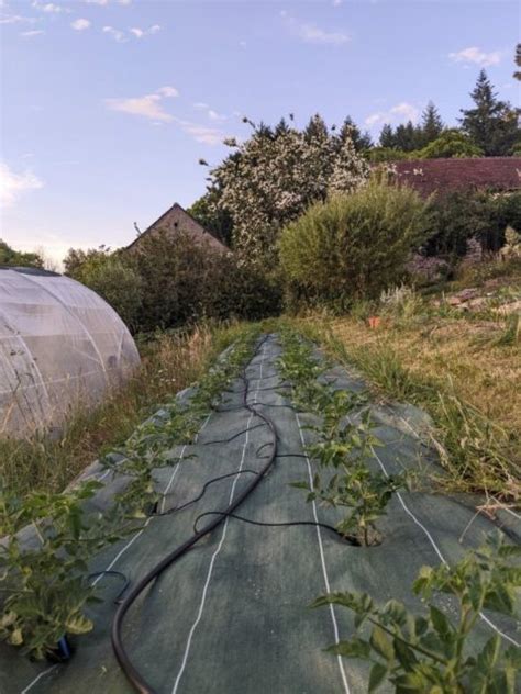 Exemple de tomates Roma sous bâche de paillage