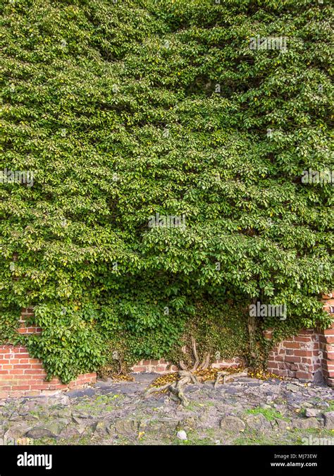 Lierre naturel grimpant sur un mur