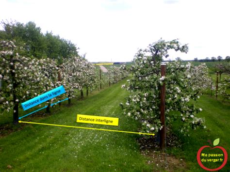Verger extensif avec de grands arbres fruitiers espacés