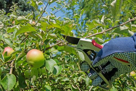 Arboriculteur en train de tailler un arbre fruitier en hiver