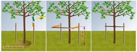 Jeune arbre fruitier avec un tuteur en bois