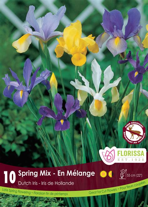 Iris Hollandais en pleine floraison