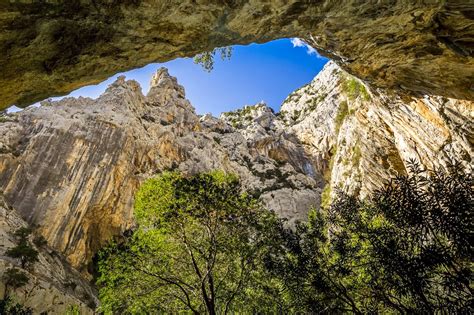 Genévriers aux formes torturées du Supramonte