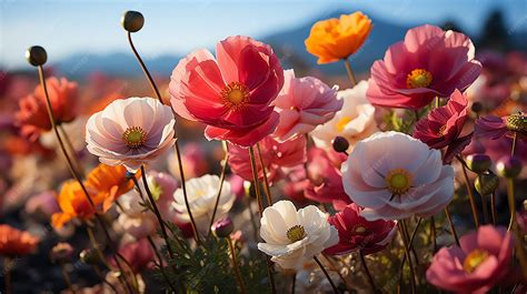 Champ de cistes en fleur en Sardaigne