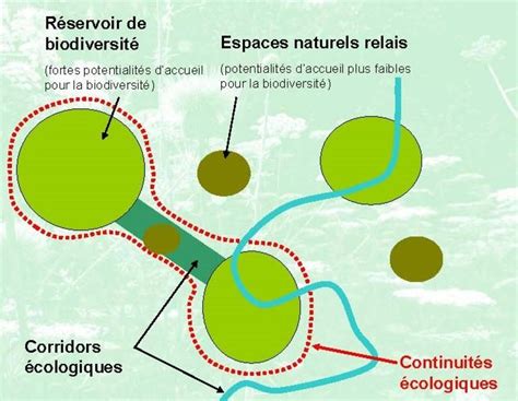 Schéma explicatif des corridors écologiques et des aménagements agroécologiques (haies, bandes enherbées)