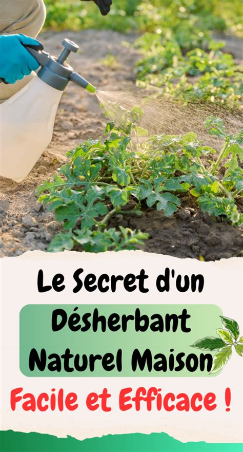 Infographie illustrant le fonctionnement d'un désherbant naturel par asphyxie (privation de lumière et nutriments)