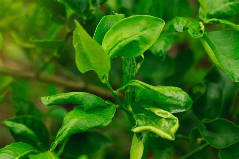 Feuilles et épines d'un citronnier
