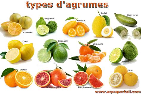 Diversité des agrumes