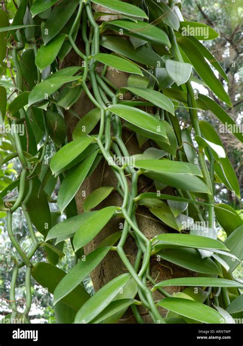 Plant de Vanilla planifolia avec racines aériennes