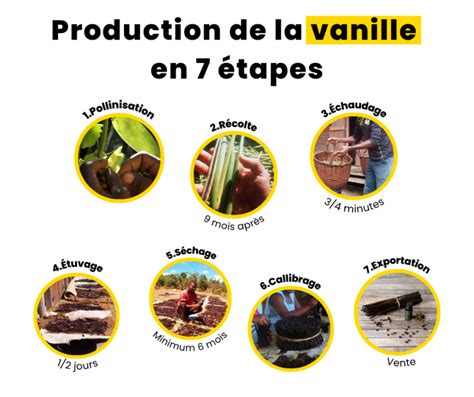 Les étapes de la transformation de la gousse de vanille
