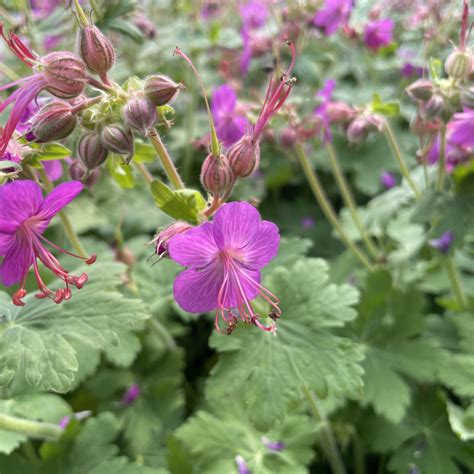 Géranium vivace rose carmin en pleine floraison