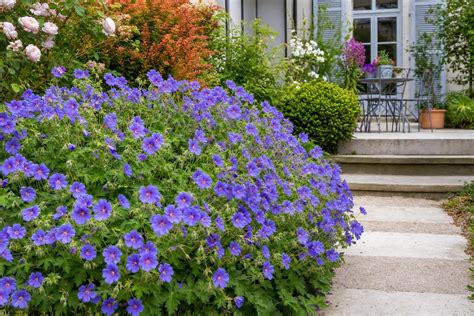 Géranium 'Rozanne', la plante du siècle