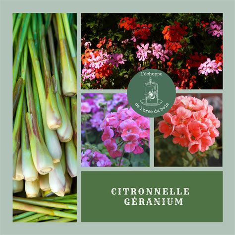 Schéma des molécules actives de la citronnelle et du géranium