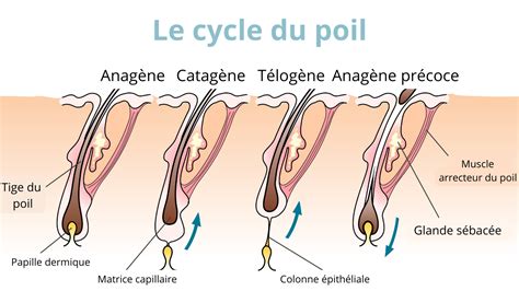 Illustration comparant duvet, poil drus et zones de pilosité masculine chez la femme