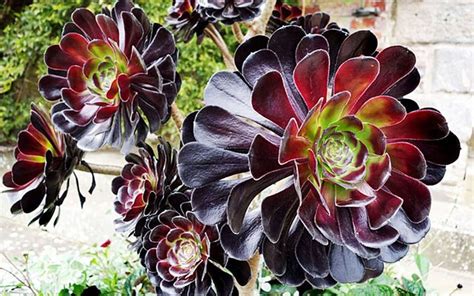 Aeonium arboreum en pleine floraison estivale