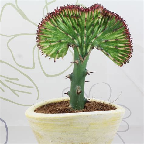 Euphorbia lactea cristata structure graphique