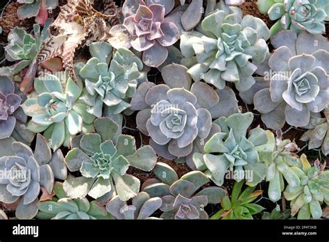 Composition de rosettes d'Echeveria et Haworthia
