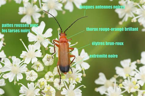 Le Téléphore fauve posé sur une fleur d'ombellifère dans un jardin