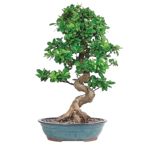 illustration d'un bonsaï ficus ginseng