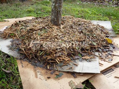 paillage naturel au pied d'un arbre fruitier avec des feuilles de bambou