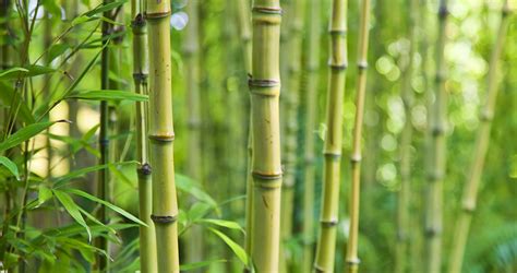Plantation d'un bambou avec compost