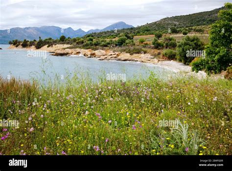 Vue panoramique des sentiers sauvages et de la flore méditerranéenne sur l'Île du Levant
