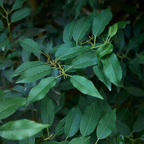 détail botanique des feuilles et pétioles du Prunus lusitanica