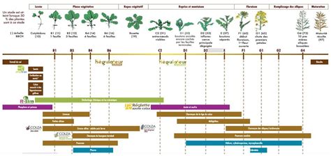 Infographie comparant les périodes de récolte selon les types de chicorées