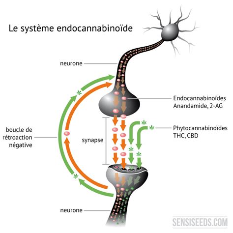 Représentation schématique du système endocannabinoïde