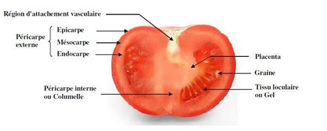 Schéma de coupe d'une tomate Kumato illustrant la structure interne à 3-4 chambres et la couleur de la pulpe