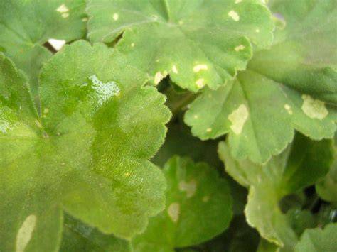 Symptômes de taches annulaires sur feuille de géranium