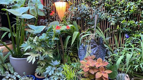 Plantes exotiques dans un jardin