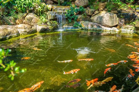 Jardin verdoyant et paisible