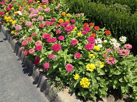 Feuilles de zinnia atteintes d'oïdium