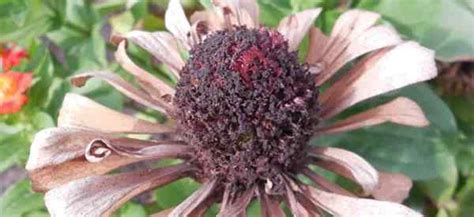 Récolte de graines de zinnia