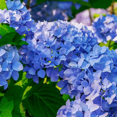 Hortensias bleus grâce aux glaçons de marc de café