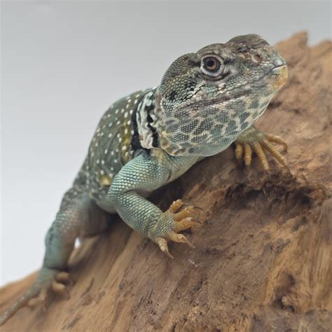Terrarium pour lézard à collier oriental
